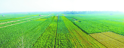 張港項(xiàng)目區(qū)花椰菜基地 (處理).jpg 張港項(xiàng)目區(qū)花椰菜基地 (處理).jpg
