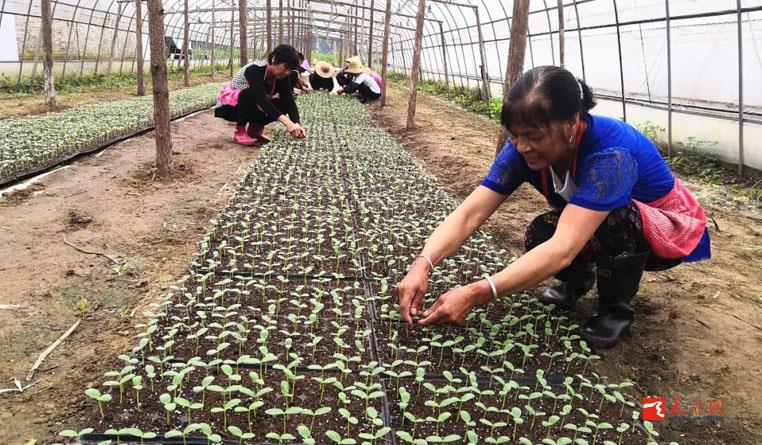 有擔當！天門這家合作社讓貧困戶們在家門口就把錢掙了
