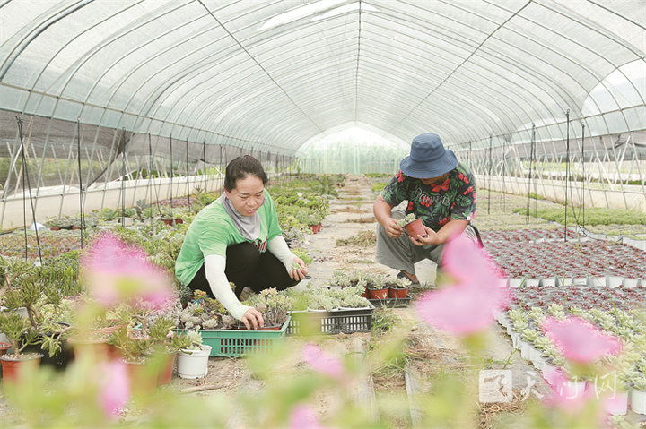 多肉植物綻放“美麗經(jīng)濟”